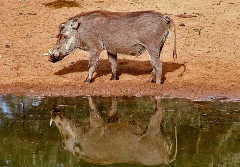 Warthog. n.(wôrthôg, -hg) 1. A wild African hog with two tusks and warty excresences on its face. 2. A person who always eats the best bits. 3. Inspiration for name of school in famous children's story  (slang) Banker