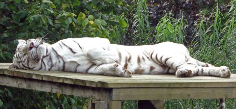 white-tiger-sunbathing